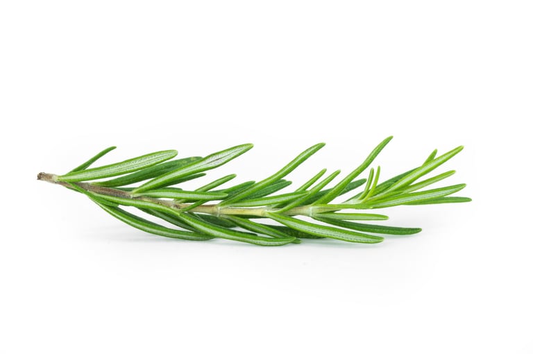 Rosemary twig isolated on white background, salvia rosmarinus