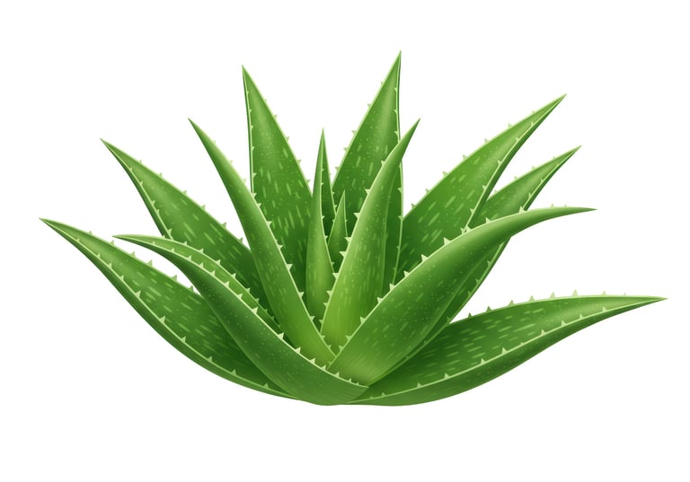 Isolated Aloe Vera Plant